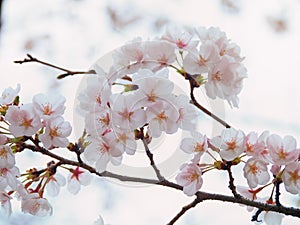 Yoshino cherry tree branch in full bloom in the sky background