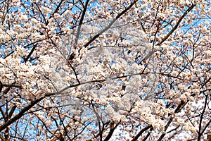 Yoshino cherry tree branches in full bloom in the sky background