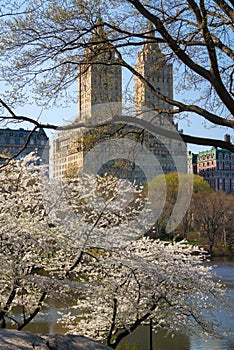 Yoshino Cherry Trees Blooming in Spring, Central Park, New York