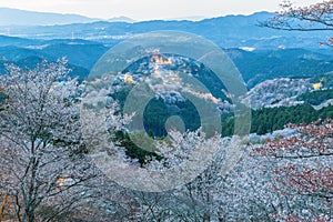 Yoshinoyama sakura cherry blossom