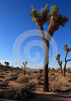 Yoshua tree in beautiful blue sky