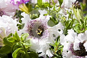 You are so beautiful. floral shop. blooming white petals. flower with open buds. petunia. bright lilac color flower. flowerbed in