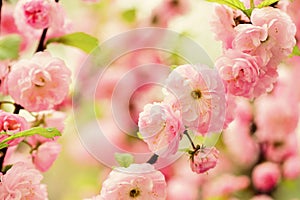 You are so beautiful. sakura blooming tree., natural floral background. beautiful spring flowers. pink tree flower. new