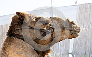 Close Up of Camel Head in sun light.