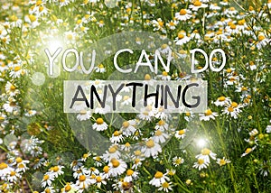 You can do anything greeting card. Blooming fresh camomiles meadow, flying bees background. Beautiful chamomile flowers