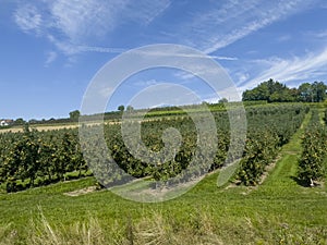 You can see many apple orchards while driving through Bavaria