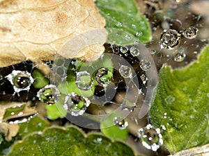 Macro closeup of raindrops in web