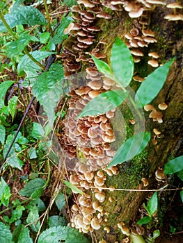 You can see wild mushrooms growing on dead tree trunks