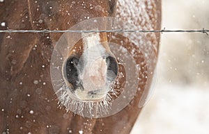 Horse with frost and snow on its body and wiskers photo