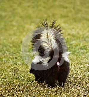 You Don't Wanna Be Here - Striped Skunk photo