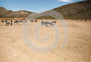 You dont need to be birds to flock together. Shot of zebras and ostriches on the plains of Africa.