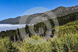 Clouds and threes in the mountain