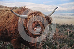 You looking at me? Scottish Highland cow photo