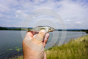 All you need for fishing is fishhooks and baitfish or artificial flies photo
