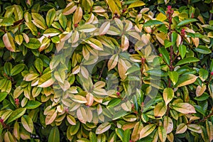 You plan for funds graphical resources