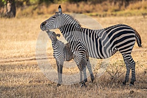 You`re the best, Ma - South Luangwa NP Zambia