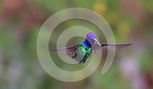 En tú para ver colibrí amado el alma Llegó sobre el visita tú 