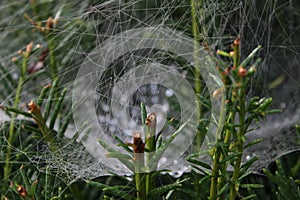 A spiderweb in green plants