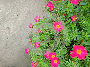 You will like it a lot. It is natural and pure.