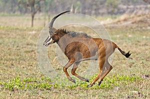 A youg sable running in the savannah in the Kafue national park