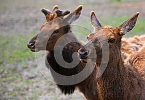 Youn Male and Female Caribou