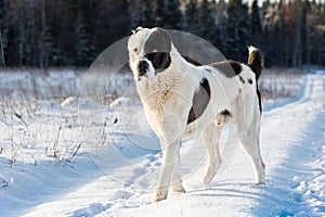 Yound alabai dog asian shepherd dog winter day
