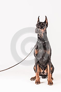 Yound male doberman listening carefully while sitting