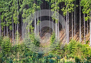 Yound small evergreen tree tall spruce pine forest