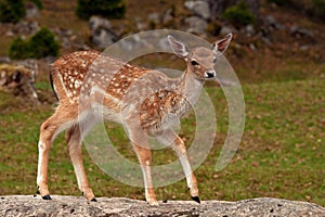 Young 1 year fawn of fallow deer, a female in a forest in Sweden
