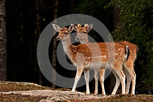 Young 1 year fawn of fallow deer, in a forest in Sweden