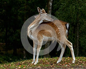 Young 1 year fawn of fallow deer, a male in a forest in Sweden