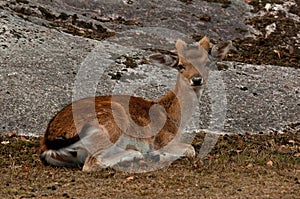 Young 1 year fawn of fallow deer, a male in a forest in Sweden