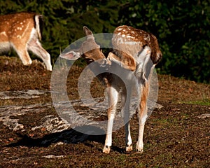 Young 2.5 months fawn of fall deer, in a forest in Sweden