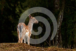 Young 2.5 months fawn of fall deer, in a forest in Sweden