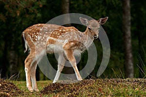 Young 2.5 months fawn of fall deer, in a forest in Sweden