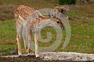 Young 2.5 months fawn of fall deer, in a forest in Sweden