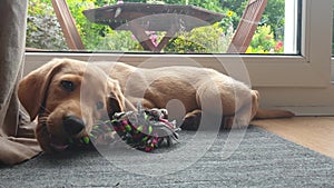 A young 2 month old yellow Labrador puppy playing and chewing on his rope chew toy