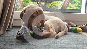 A young 2 month old yellow Labrador puppy playing and chewing on his rope chew toy