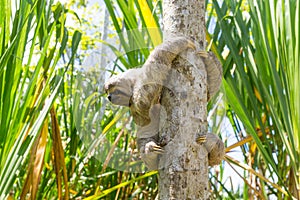 Young 3 Toed Sloth in its natural habitat. Amazon River, Peru