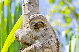 Young 3 Toed Sloth in its natural habitat. Amazon River, Peru