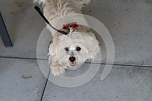 A young 4 month old Maltese Dog sitting on stone plats