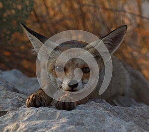 A young 6 month old red fox in the nature