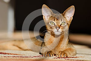 Young abessinier cat