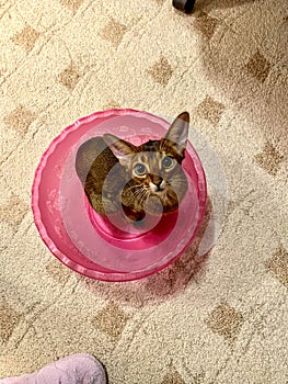 Young abisinian red female cat looking up to the camera