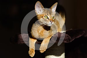 Young Abyssinian cat