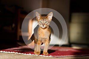 Young Abyssinian cat