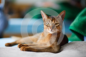 Young Abyssinian cat photo