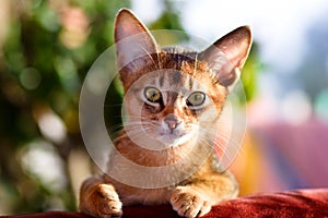 Young Abyssinian cat