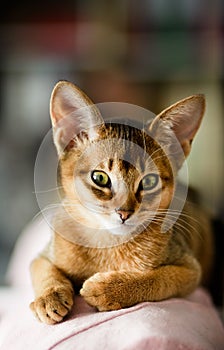 Young Abyssinian cat