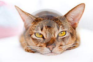 Young Abyssinian cat